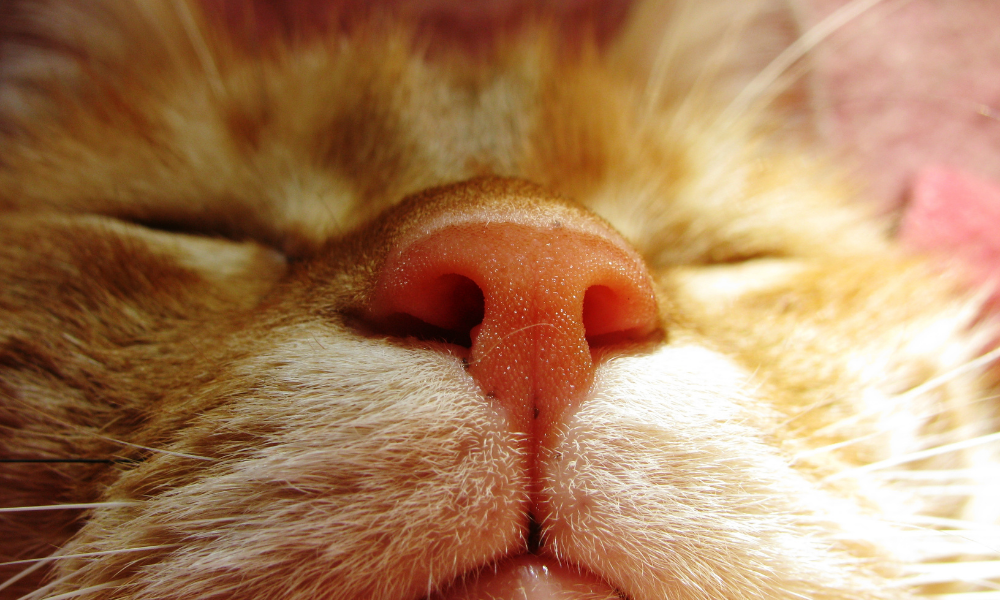 ネコの鼻 