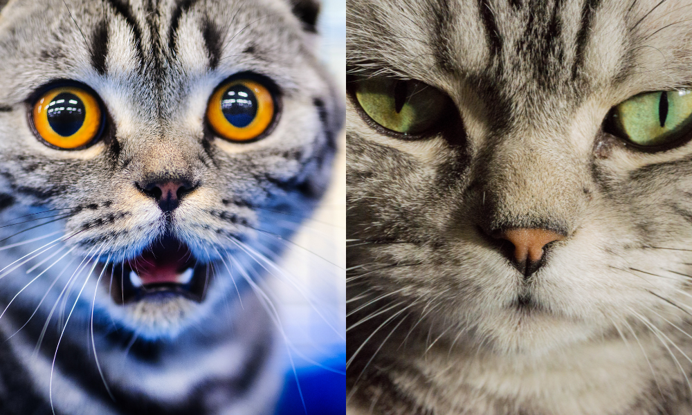 2匹のネコの瞳孔の違い