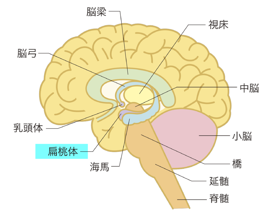 脳と偏桃体