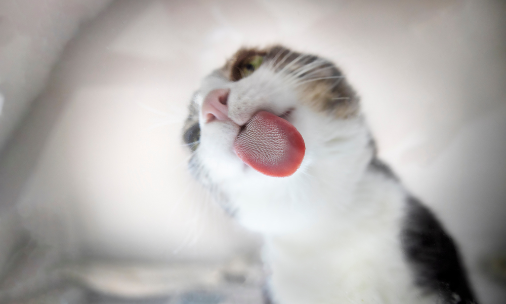 舌を出しているネコ 
